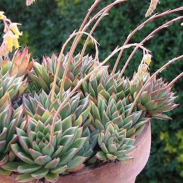 Echeveria pulidonis - 20+ Seed Pack - Exotic Succulent - Insured Combined Global Shipping - NEW