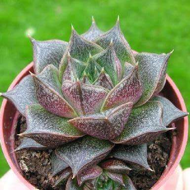 Echeveria purpusorum - 20+ Seed Pack - Exotic Succulent - Insured Combined Global Shipping - NEW