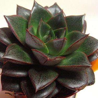 Echeveria purpusorum - 20+ Seed Pack - Exotic Succulent - Insured Combined Global Shipping - NEW