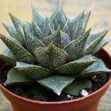 Echeveria purpusorum - 20+ Seed Pack - Exotic Succulent - Insured Combined Global Shipping - NEW