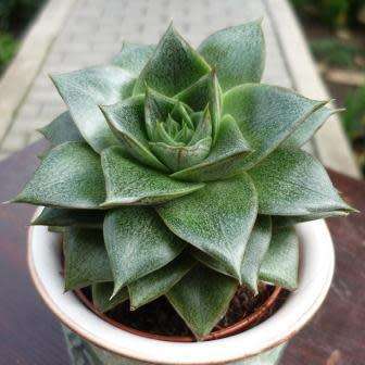Echeveria purpusorum - 20+ Seed Pack - Exotic Succulent - Insured Combined Global Shipping - NEW