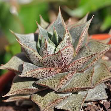 Echeveria purpusorum - 20+ Seed Pack - Exotic Succulent - Insured Combined Global Shipping - NEW