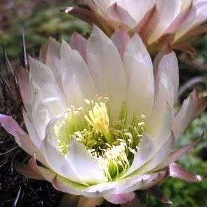 Echinopsis chiloensis ssp. litoralis - 10 Seed Pack - Exotic Succulent Cactus - NEW