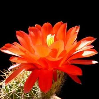 Echinopsis huascha var. grandiflora Seeds - Exotic Succulent Cactus - NEW
