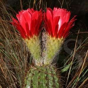 Echinopsis huascha var. grandiflora Seeds - Exotic Succulent Cactus - NEW