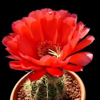 Echinopsis huascha var. grandiflora Seeds - Exotic Succulent Cactus - NEW
