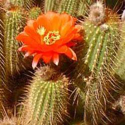 Echinopsis huascha var. grandiflora Seeds - Exotic Succulent Cactus - NEW
