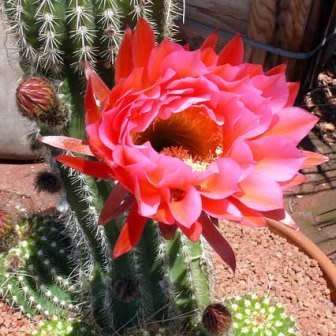 Echinopsis huascha var. grandiflora Seeds - Exotic Succulent Cactus - NEW