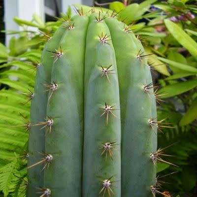 Echinopsis macrogona, Trichocereus macrogonus -10 Seed Pack- Ethnobotanical Succulent Cactus - NEW