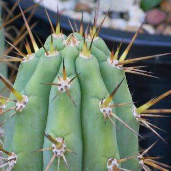 Echinopsis macrogona, Trichocereus macrogonus -10 Seed Pack- Ethnobotanical Succulent Cactus - NEW