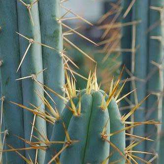 Echinopsis macrogona, Trichocereus macrogonus -10 Seed Pack- Ethnobotanical Succulent Cactus - NEW
