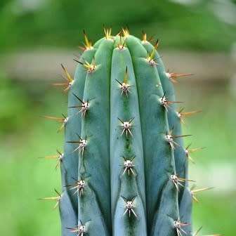 Echinopsis macrogona, Trichocereus macrogonus -10 Seed Pack- Ethnobotanical Succulent Cactus - NEW
