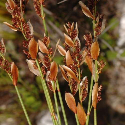 Elegia mucronata - 10 Seed Pack - Endemic Indigenous Ornamental Grass - New
