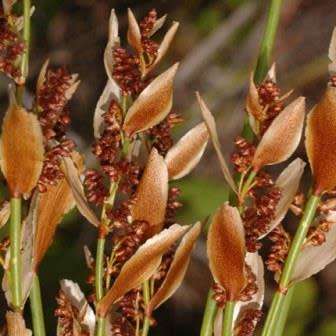Elegia mucronata - 10 Seed Pack - Endemic Indigenous Ornamental Grass - New