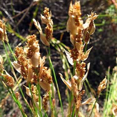 Elegia mucronata - 10 Seed Pack - Endemic Indigenous Ornamental Grass - New