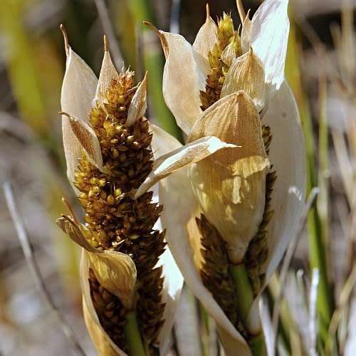 Elegia mucronata - 10 Seed Pack - Endemic Indigenous Ornamental Grass - New
