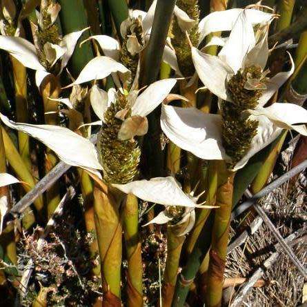 Elegia mucronata - 10 Seed Pack - Endemic Indigenous Ornamental Grass - New