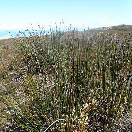 Elegia mucronata - 10 Seed Pack - Endemic Indigenous Ornamental Grass - New
