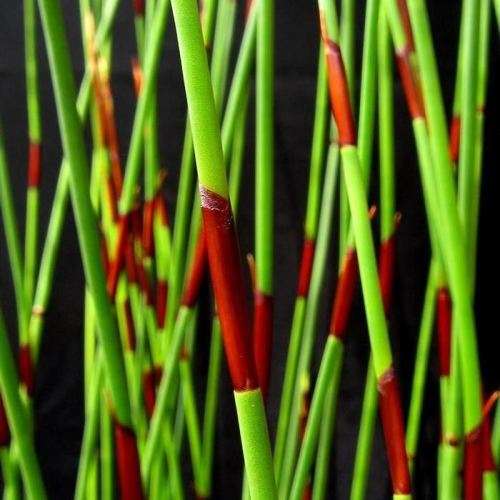 Cape Thatching Reed, Dakriet - Elegia tectorum - 20+ Seed Pack - Indigenous Ornamental Grass - New