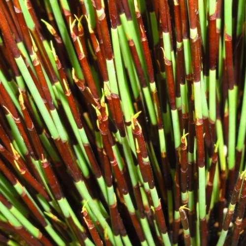 Cape Thatching Reed, Dakriet - Elegia tectorum - 20+ Seed Pack - Indigenous Ornamental Grass - New