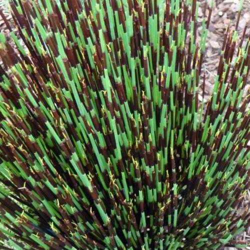 Cape Thatching Reed, Dakriet - Elegia tectorum - 20+ Seed Pack - Indigenous Ornamental Grass - New