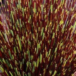 Cape Thatching Reed, Dakriet - Elegia tectorum - 20+ Seed Pack - Indigenous Ornamental Grass - New