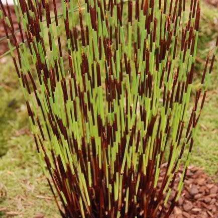 Cape Thatching Reed, Dakriet - Elegia tectorum - 20+ Seed Pack - Indigenous Ornamental Grass - New
