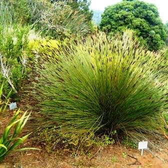 Cape Thatching Reed, Dakriet - Elegia tectorum - 20+ Seed Pack - Indigenous Ornamental Grass - New