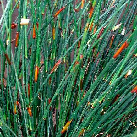 Cape Thatching Reed, Dakriet - Elegia tectorum - 20+ Seed Pack - Indigenous Ornamental Grass - New