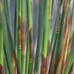 Cape Thatching Reed, Dakriet - Elegia tectorum - 20+ Seed Pack - Indigenous Ornamental Grass - New