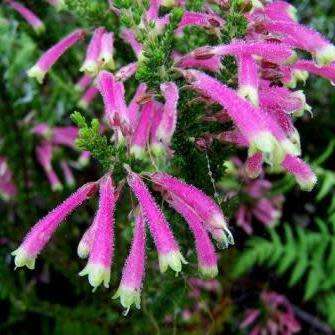 Erica perspicua Seeds - Indigenous South African Shrub Seeds For Sale in South Africa