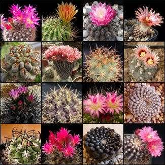 Eriosyce Mixed Species Seeds - Verified Seller - Exotic Succulent Cactus - NEW