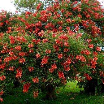 Erythrina crista-galli - 5 Seed Pack - Brazilian Cockspur Coral Tree - Exotic NEW