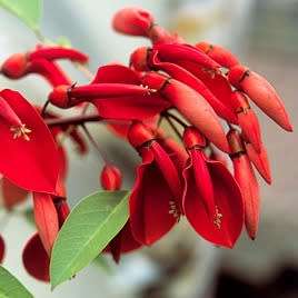 Erythrina crista-galli - 5 Seed Pack - Brazilian Cockspur Coral Tree - Exotic NEW