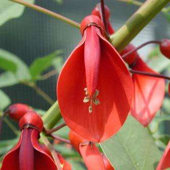 Erythrina crista-galli - 5 Seed Pack - Brazilian Cockspur Coral Tree - Exotic NEW