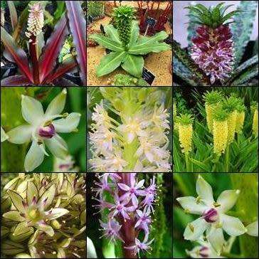 Eucomis Mixed Species Seeds - Indigenous Perennial Bulb -Combined Global Shipping- New