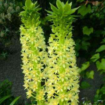 Eucomis pole-evansii Seeds - Indigenous Perennial Bulb -Combined Global Shipping- New