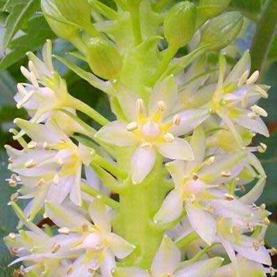 Eucomis pole-evansii Seeds - Indigenous Perennial Bulb -Combined Global Shipping- New