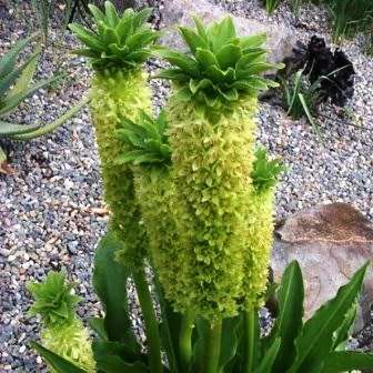 Eucomis pole-evansii Seeds - Indigenous Perennial Bulb -Combined Global Shipping- New