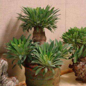 Euphorbia bupleurifolia - 3 Seed Pack - Rare Endemic Indigenous Succulent - Combined Shipping, NEW