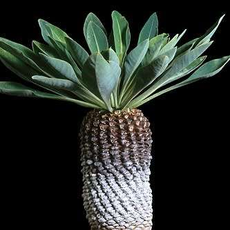 Euphorbia bupleurifolia - 3 Seed Pack - Rare Endemic Indigenous Succulent - Combined Shipping, NEW