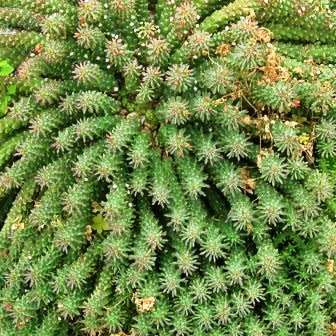 Euphorbia caput-medusae Seeds - Rare Endemic Indigenous Succulent - Combined Shipping, NEW