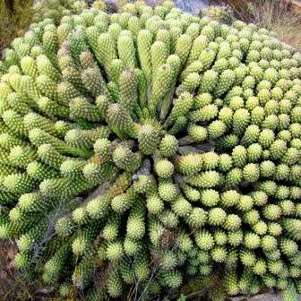 Euphorbia caput-medusae Seeds - Rare Endemic Indigenous Succulent - Combined Shipping, NEW