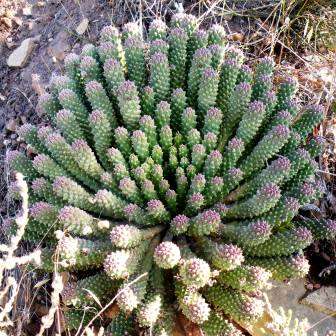 Euphorbia caput-medusae Seeds - Rare Endemic Indigenous Succulent - Combined Shipping, NEW