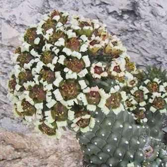 Euphorbia caput-medusae Seeds - Rare Endemic Indigenous Succulent - Combined Shipping, NEW