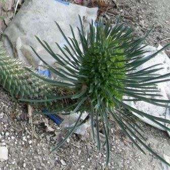 Euphorbia clandestina Seeds - Rare Endemic Indigenous Succulent - Combined Shipping