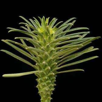 Euphorbia clandestina Seeds - Rare Endemic Indigenous Succulent - Combined Shipping