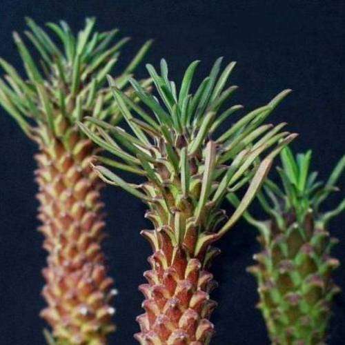 Euphorbia clandestina Seeds - Rare Endemic Indigenous Succulent - Combined Shipping
