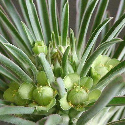 Euphorbia clandestina Seeds - Rare Endemic Indigenous Succulent - Combined Shipping