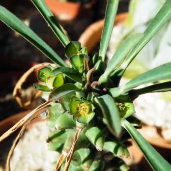 Euphorbia clandestina Seeds - Rare Endemic Indigenous Succulent - Combined Shipping
